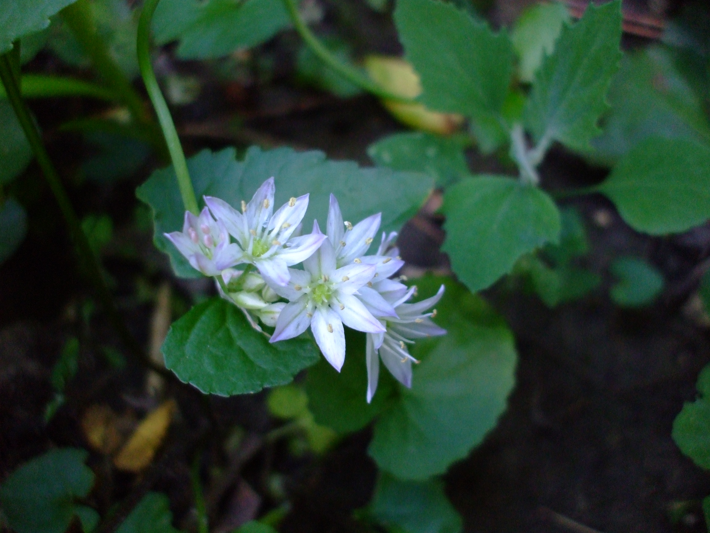 Allium fimbriatum